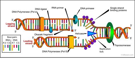 what are the results of dna replication